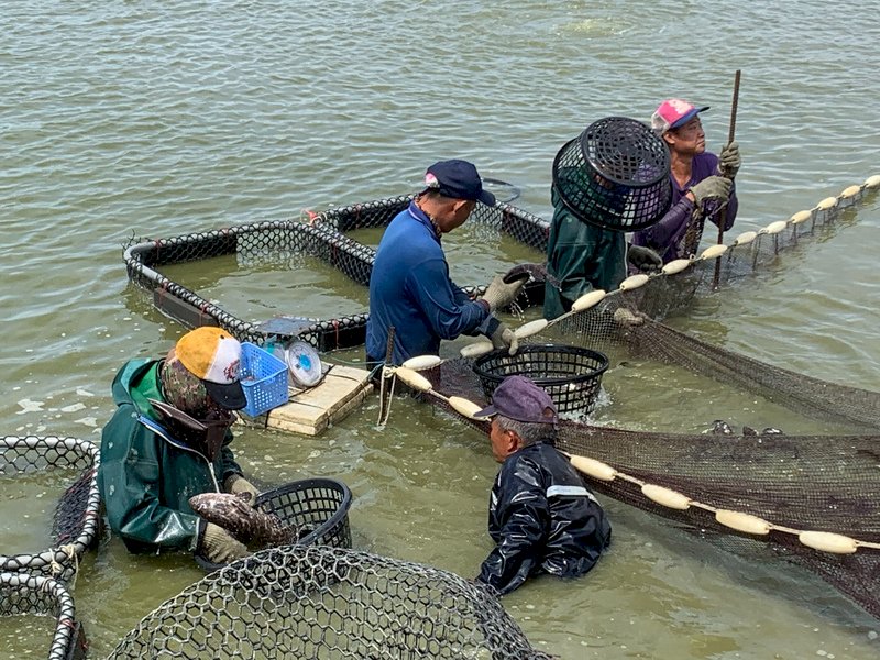 中國稱台灣石斑含禁藥  漁業署：驗11場魚都合格