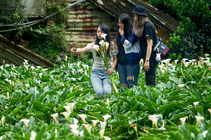花開已達8成！竹子湖海芋季3/26登場