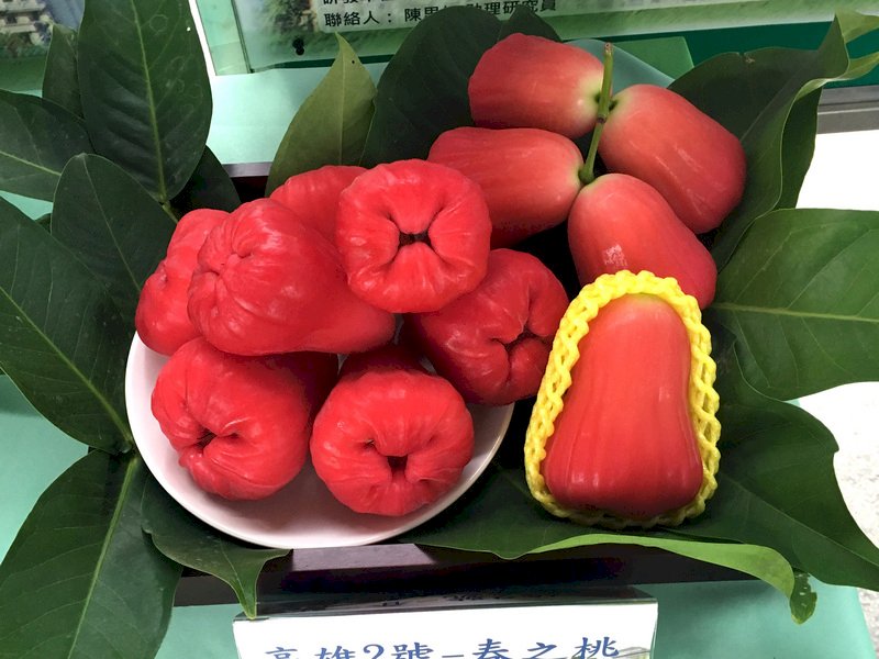 鳳梨之後換蓮霧？農委會澄清目前出口順暢