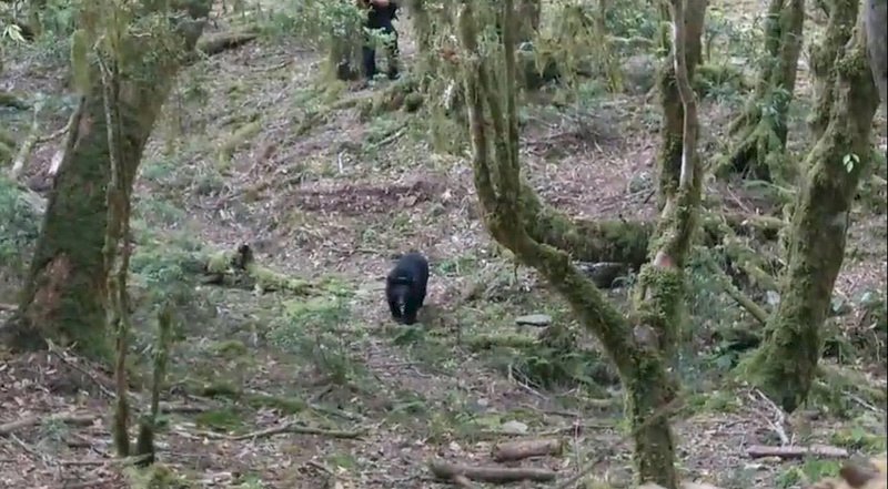 台東廣原小熊頸圈定位發報 顯示野放生活規律