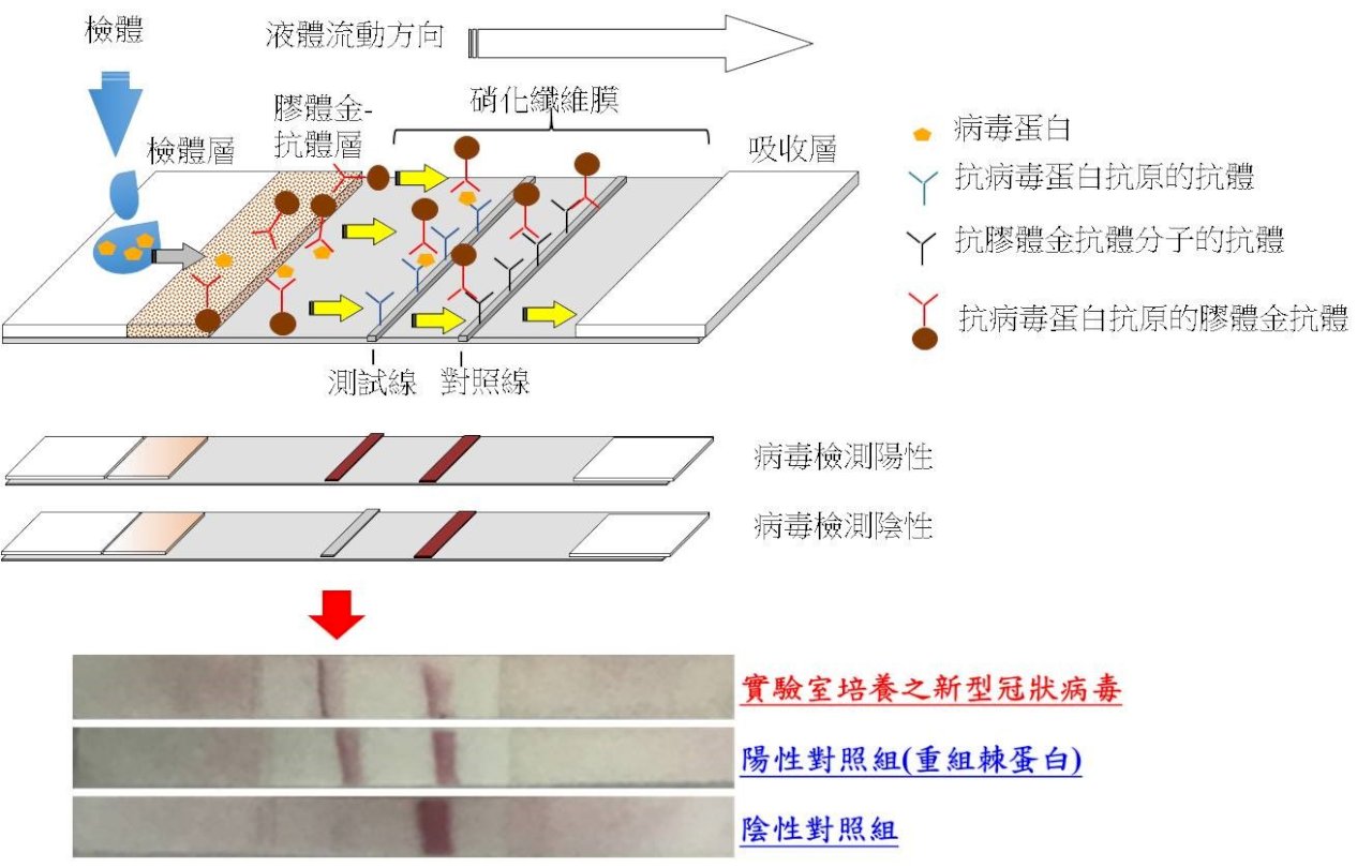 國產COVID-19快篩試劑完成技轉簽約 國衛院續協助