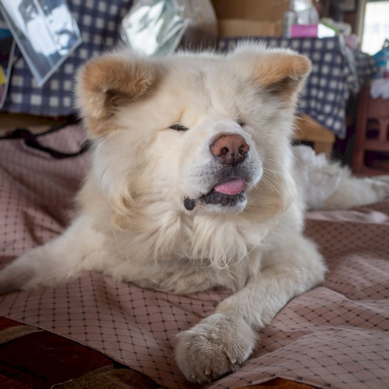 日本網紅秋田犬Wasao離世 主人心存感激
