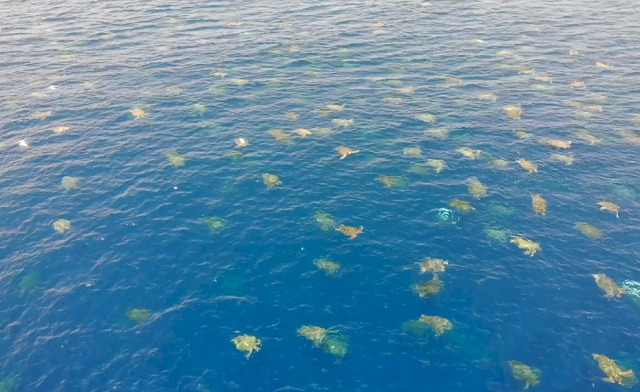 首度使用無人機技術 澳洲發現低估海龜數量