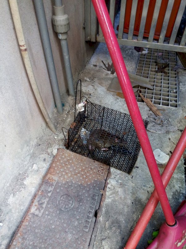 高市漢他病毒第5病例現蹤 衛生局加強投藥滅鼠