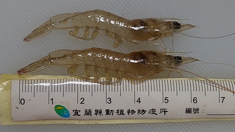 全台逾10螯蝦場  確診中國十足目虹彩病毒