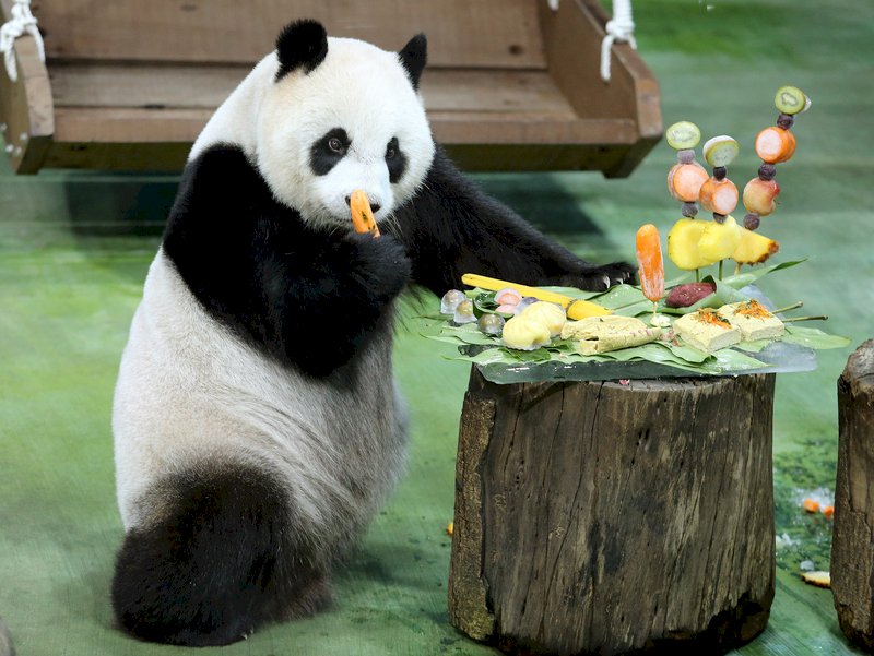 圓仔慶7歲生日 挑嘴動物園特製台灣小吃蛋糕