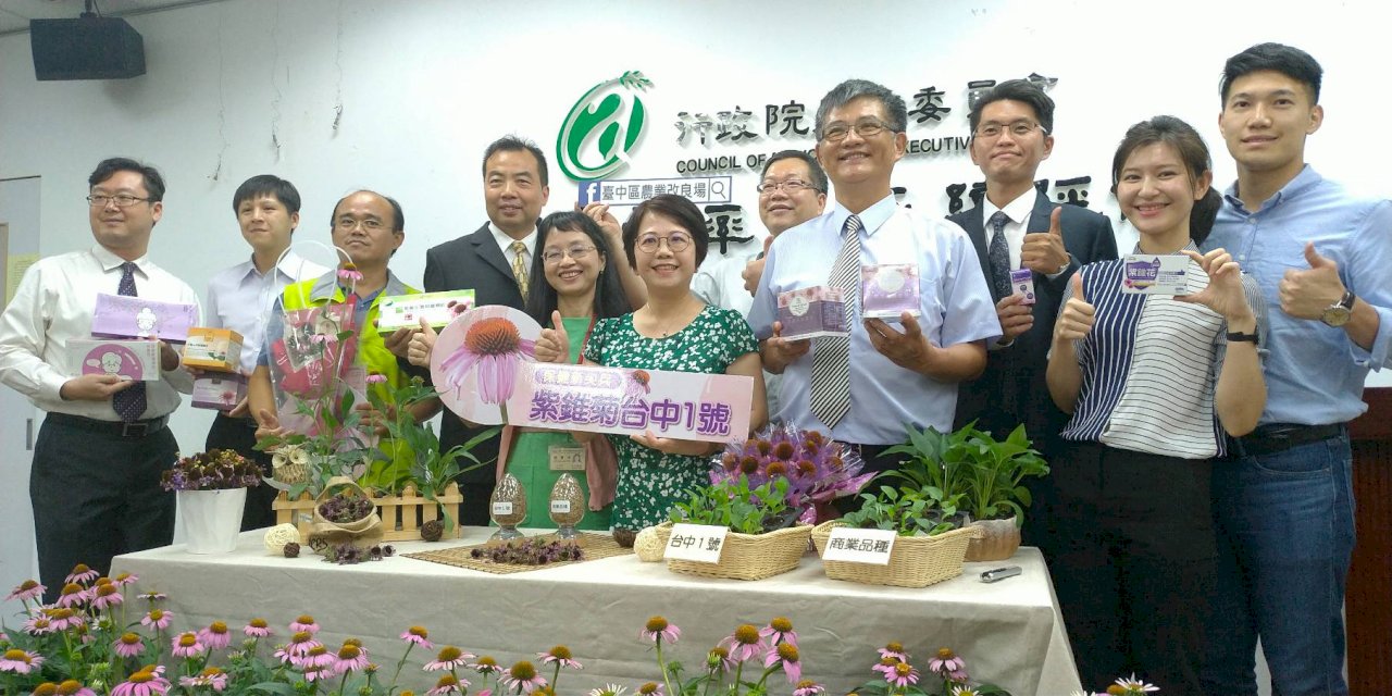 紫錐菊能抗新冠病毒？國內首支本土品種「台中1號」供台大研究中(影音)