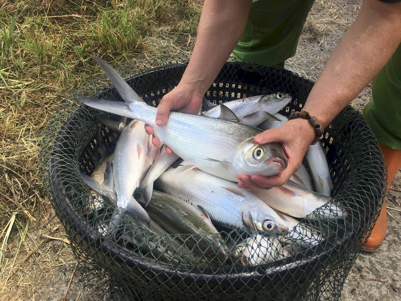 疫情衝擊國內養殖業辛苦 台灣鯛、虱目魚明年減1成放養量