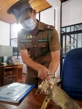 戒備森嚴也關不住 走私海洛因貓咪越獄
