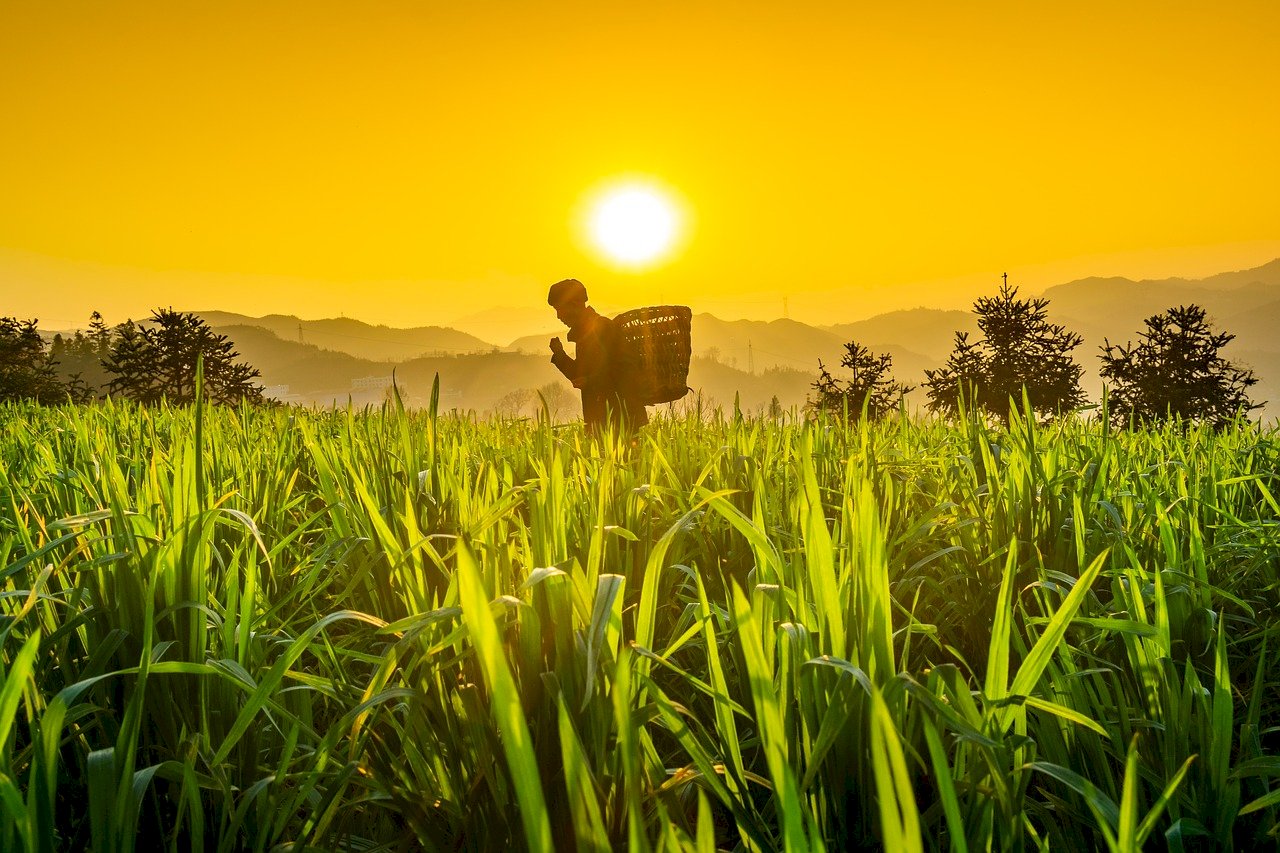 餵養全球與拯救地球 研究：難以兩全其美