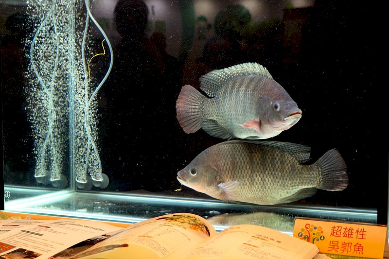 下週的台灣歷史回顧：吳郭魚引進台灣、王錫爵劫機、中國文藝協會成立