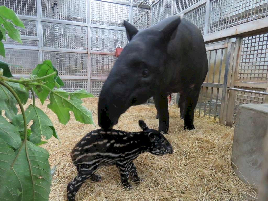 北市動物園馬來貘「貘芳」順利產子 寶寶花紋像小西瓜