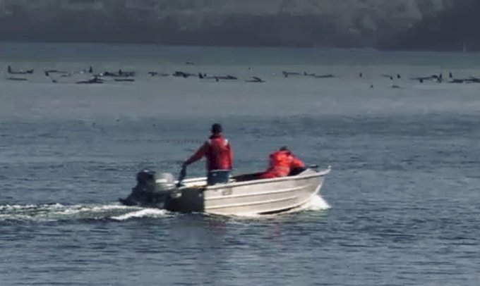 澳洲逾兩百頭鯨魚受困沙洲　救援人員救出25頭