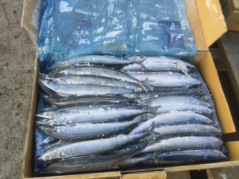 秋刀魚荒 台日等9國同意漁獲量減1成