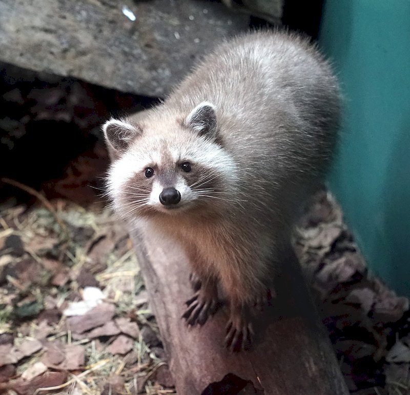源頭管控外來種  浣熊等8480種動物將不得輸台