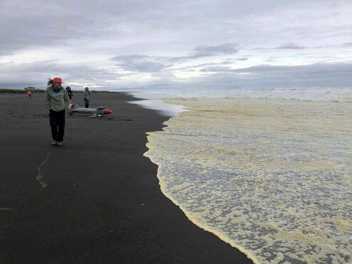 綠色和平：堪察加出現底棲海洋生物大規模死亡
