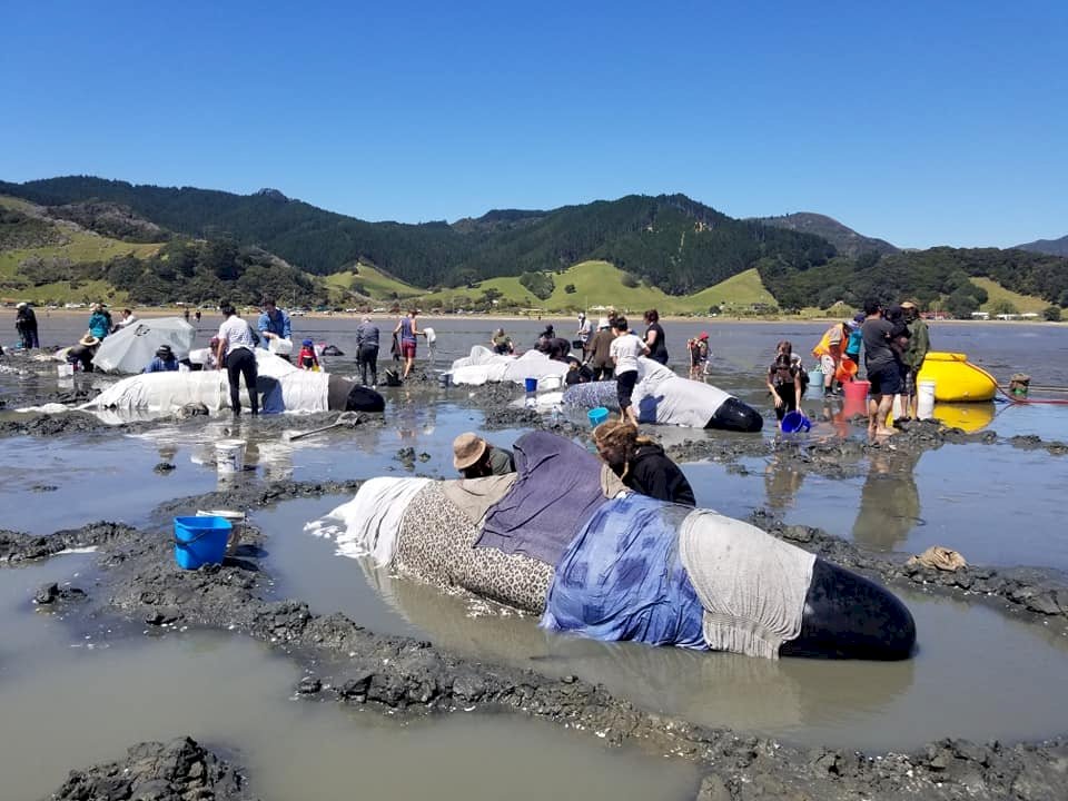 紐西蘭外海領航鯨擱淺 保育人士搶救總動員