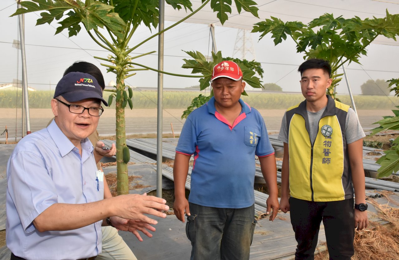 農民種不出好木瓜 台大「植物醫師」成功解救