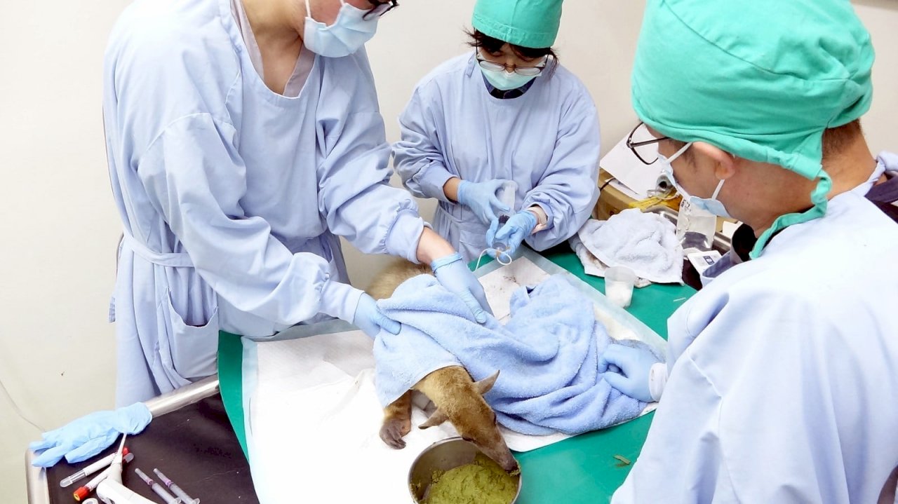 逃脫小食蟻獸媽媽「小紅」找到了  動物園：生命跡象穩定