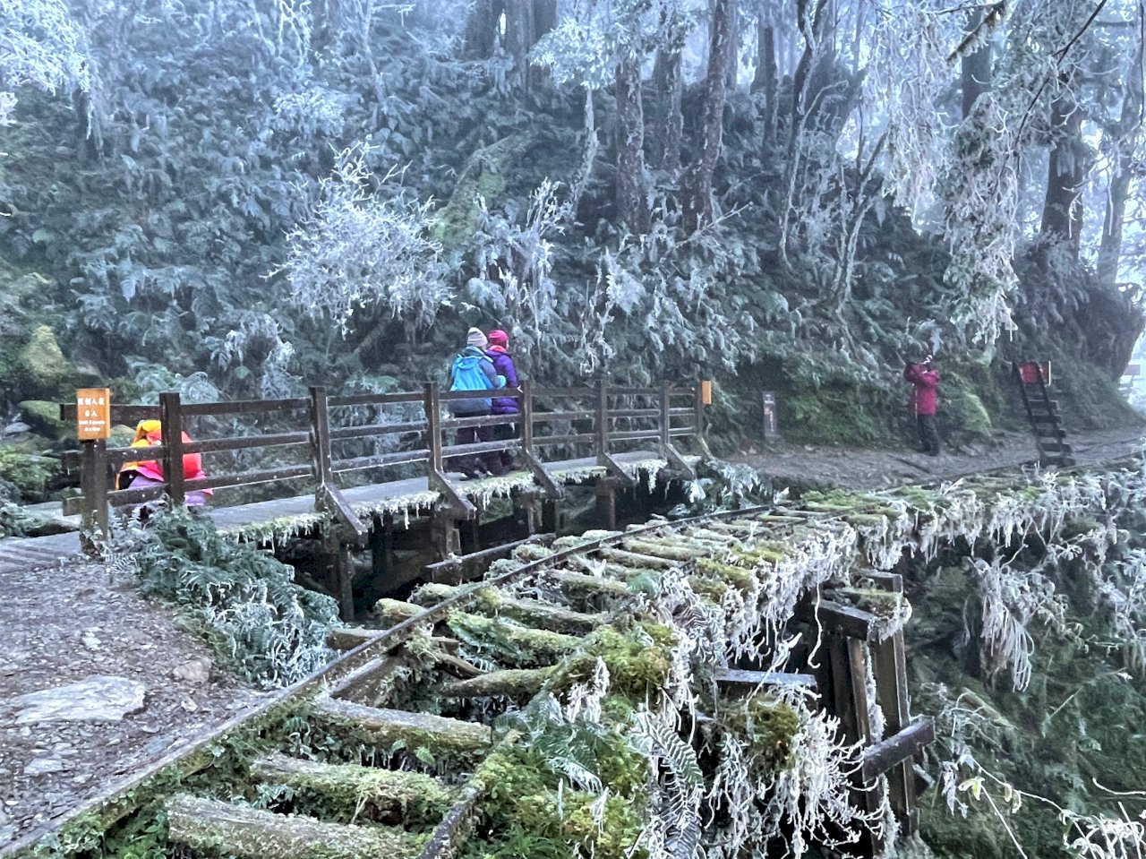 今天的太平山比玉山還冷！水氣不足未降瑞雪 白皚皚霧淞一樣美麗