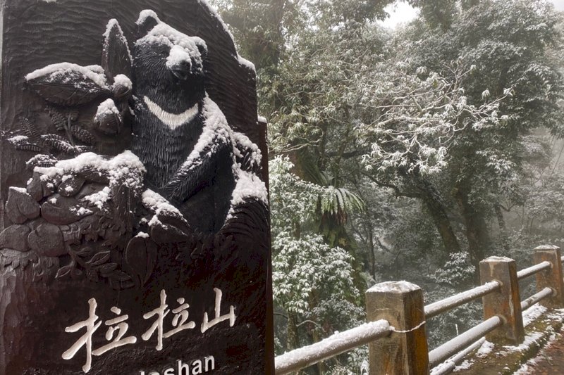 桃園拉拉山再度降雪！巨木區可步行賞雪
