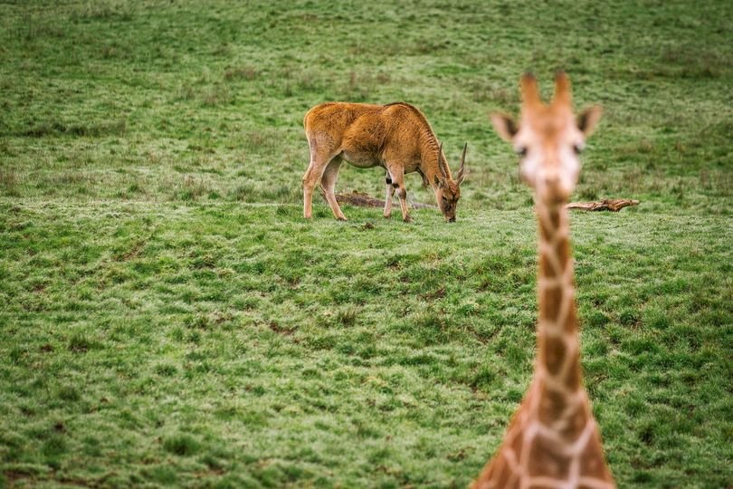 WWF：世界野生動物族群量 50年來銳減逾70%