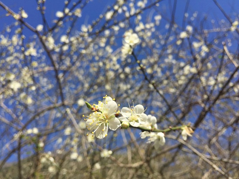 越冷越開花！太魯閣梅花盛開 花期可持續到1月底