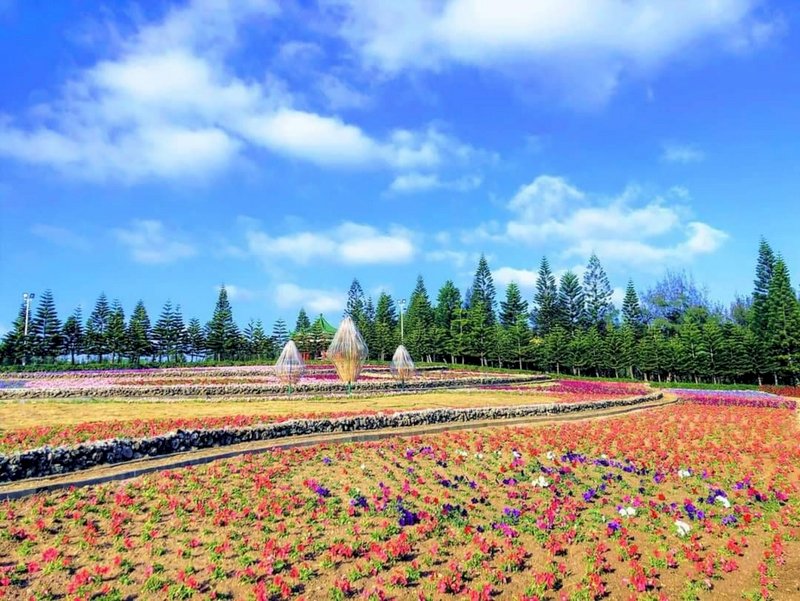 澎湖休憩園區花海5日登場 邀民眾逗陣來走春
