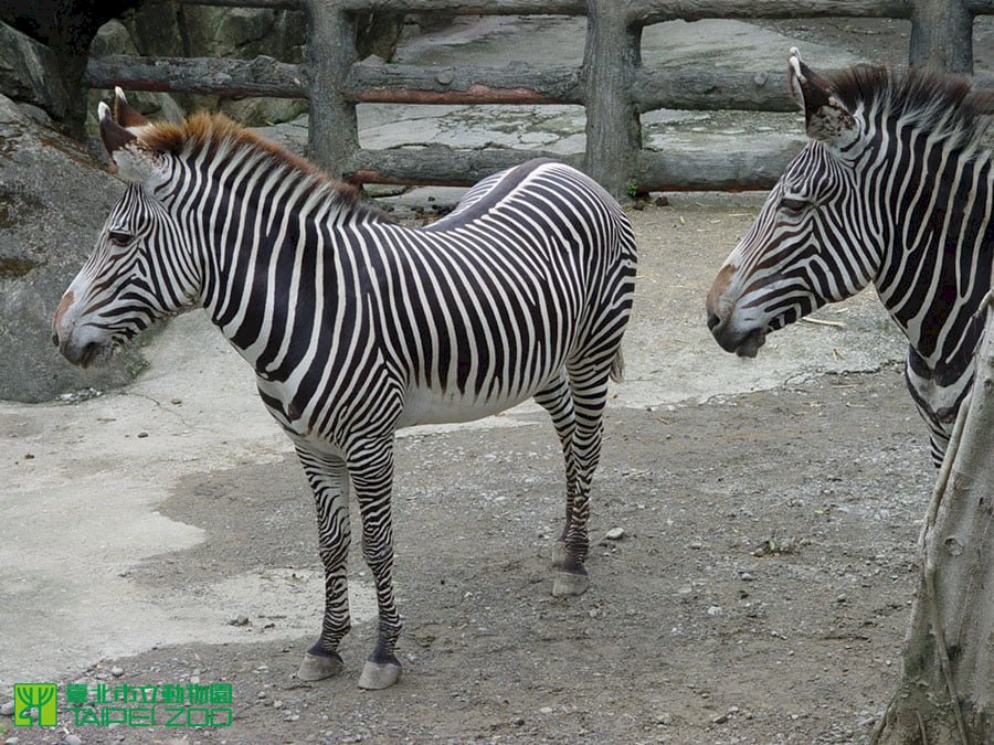 京都動物園首簽合作協定 將贈台灣瀕危斑馬