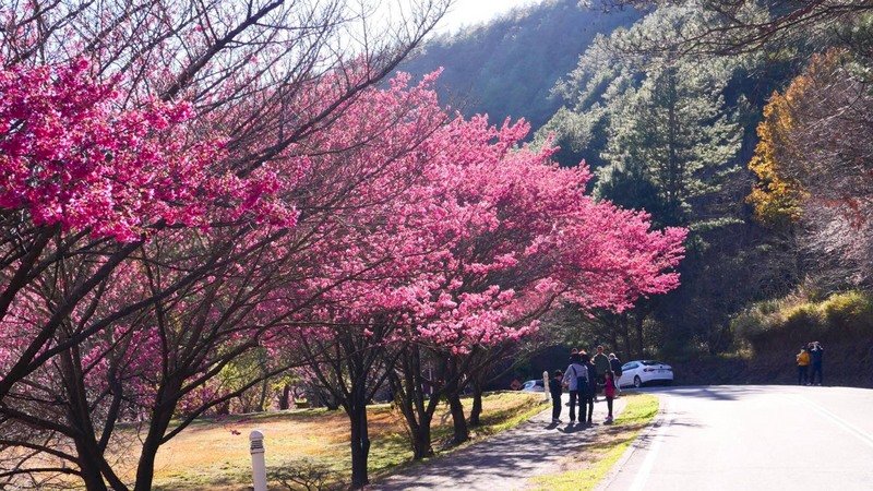 武陵櫻花季疏運管制 入場量體溫戴口罩實聯制