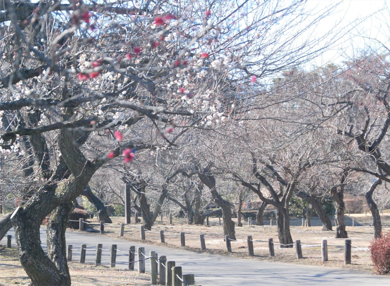 日本茨城名園梅花綻放 疫情影響等無人