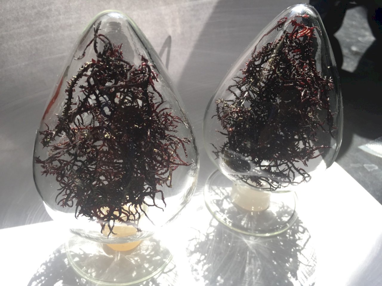 麒麟菜藻渣華麗轉身 水試所水解技術找到保健新商機