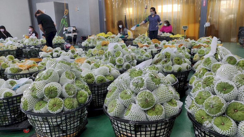 釋迦恢復輸中 防檢局：檢疫證明依規執行