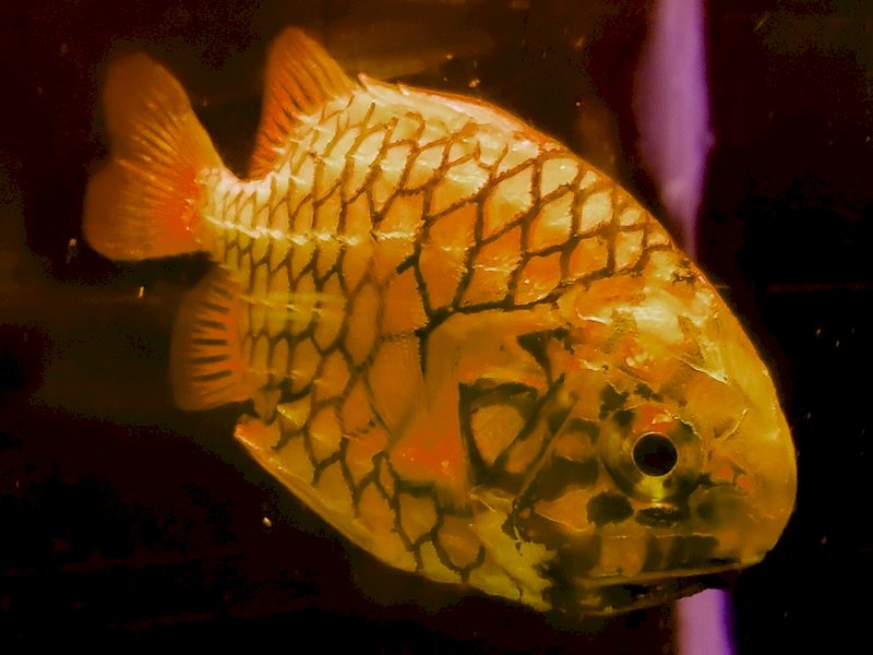 會游泳的鳳梨！ 日本松毬魚成屏東海生館最新寵兒