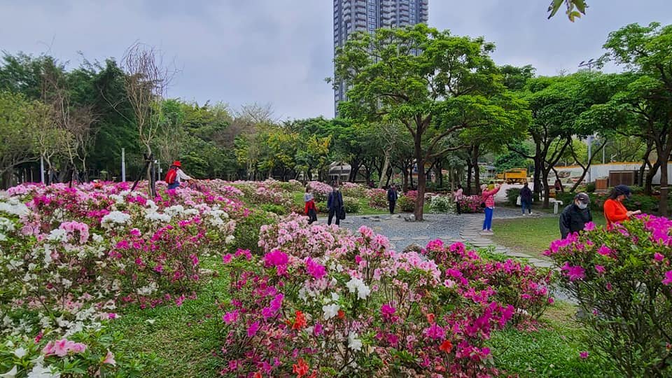 台北杜鵑花季白色情人節登場 滿園花海盡收眼底(影音)