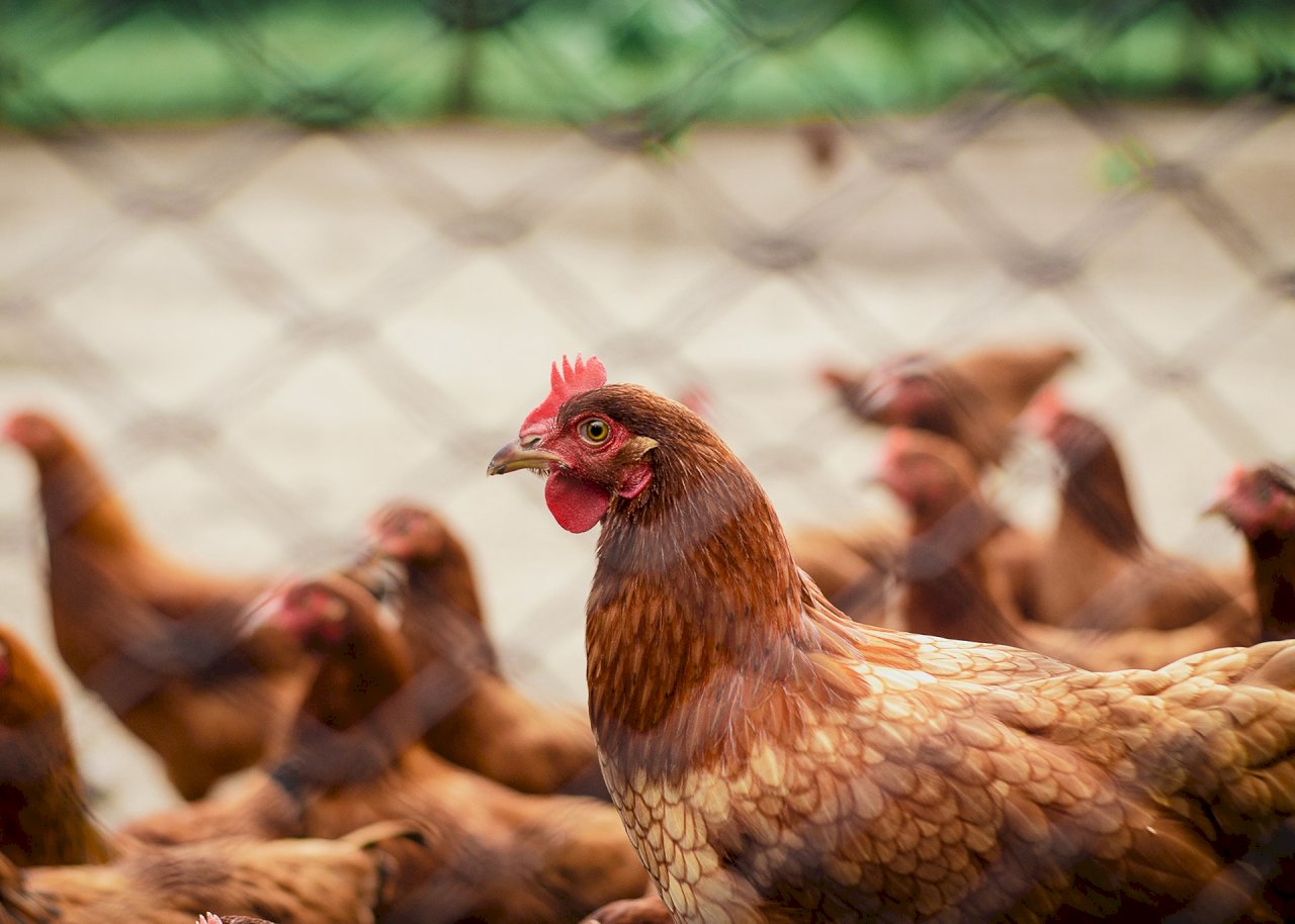H5N1禽流感病毒持續突變 專家籲提高警覺防人類大流行