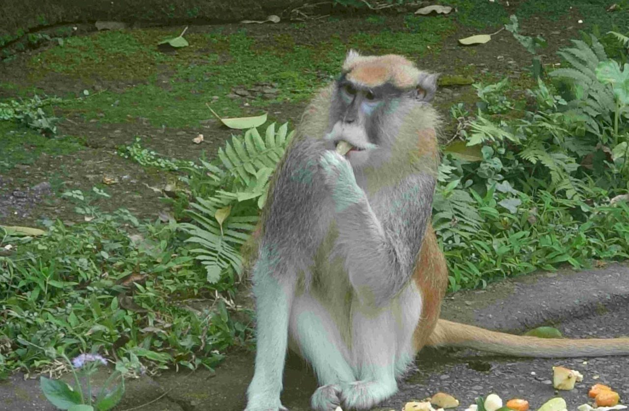 又有動物落跑！保育員太大意 北市動物園紅猴「男道」趁隙脫逃