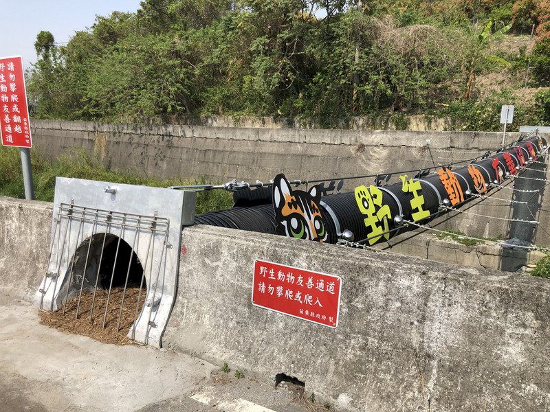 石虎免繞路！苗栗搭設友善野生動物跨河通道(影音)
