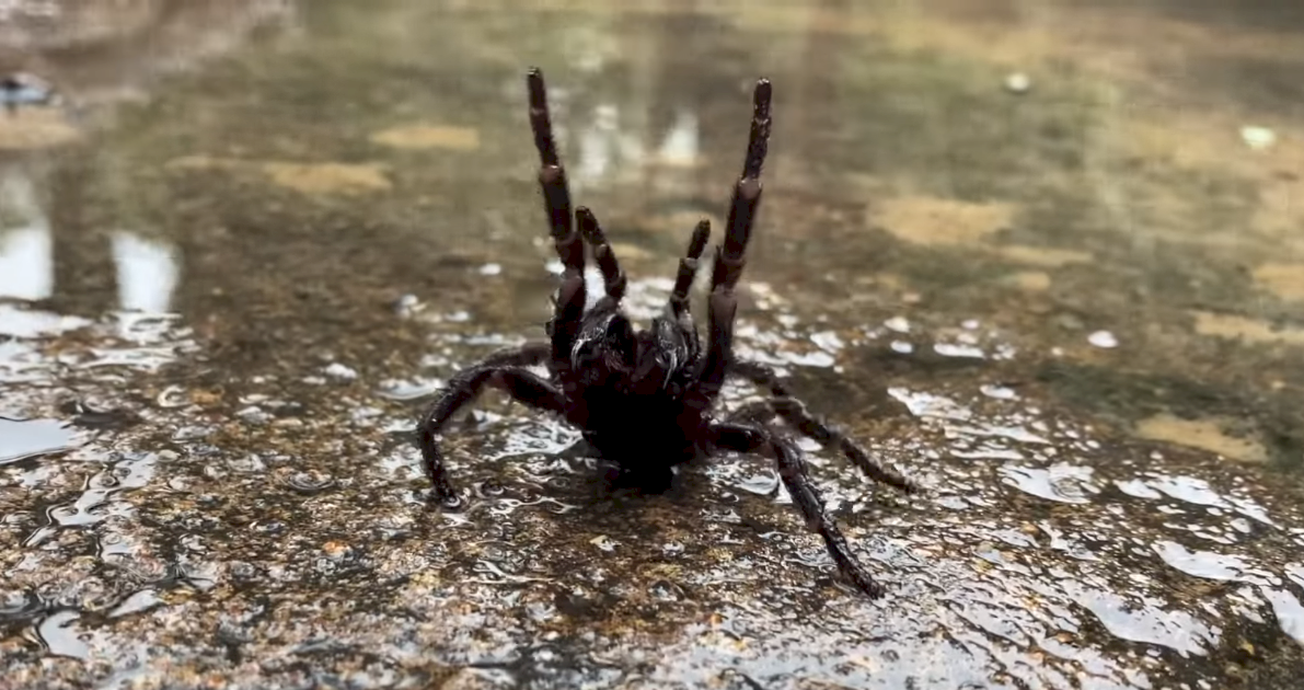 澳洲水災雪上加霜 劇毒蜘蛛大舉湧入雪梨