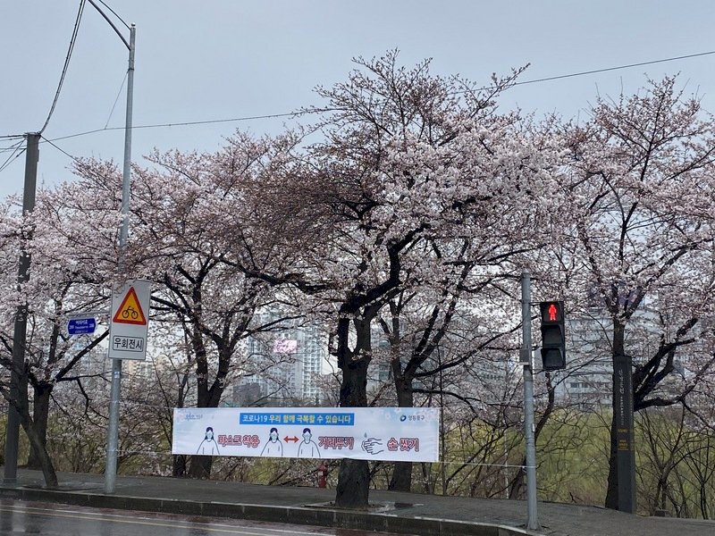 韓國櫻花季報到  賞櫻勝地為防疫紛紛關閉