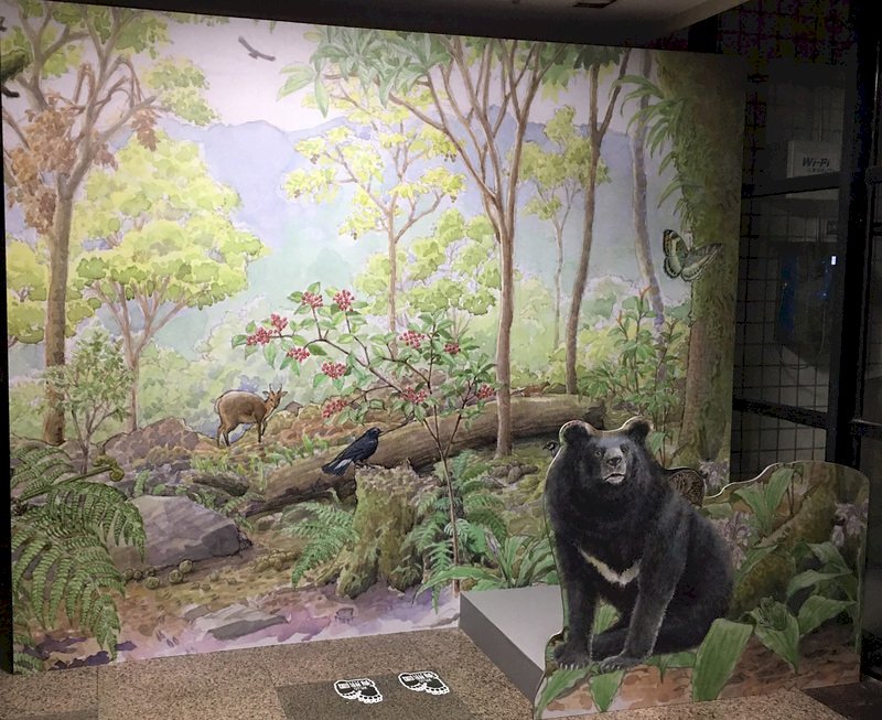 保育台灣黑熊25年  玉管處特展揭密