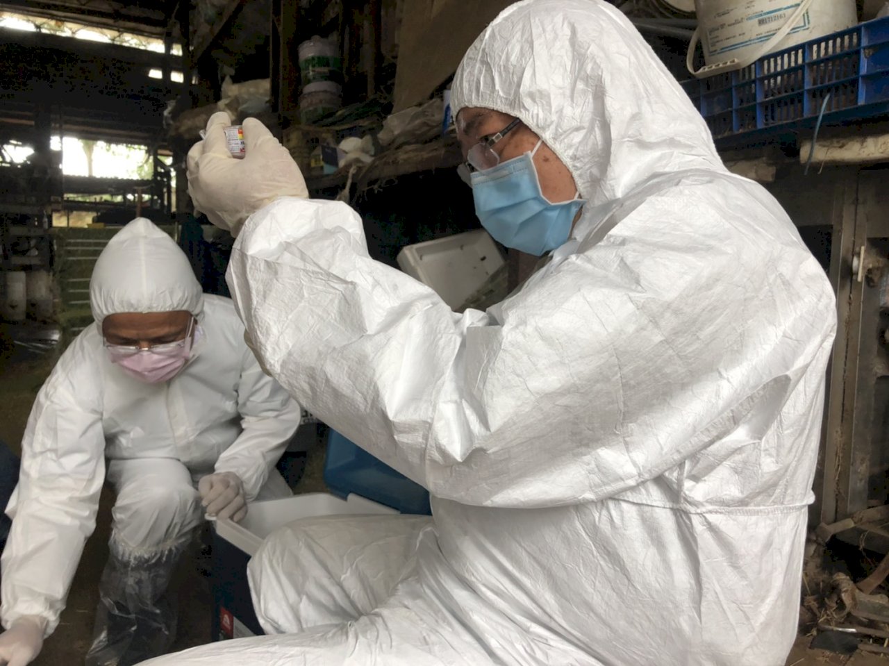 林口再傳牛結節疹   新北市府：預期範圍內