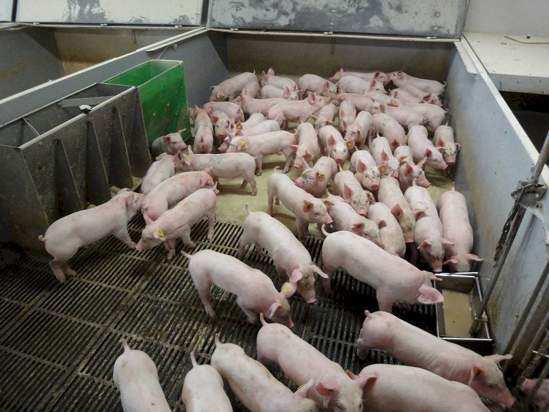 台灣豬肉外銷再傳捷報 獲准輸入新加坡