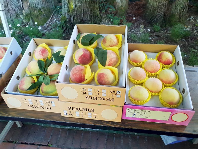 鮮採水蜜桃！武陵農場延長休園改線上賣  意外搶手(影音)