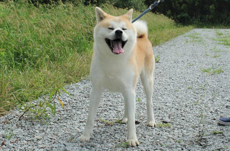 傻傻分不清？秋田犬、柴犬3特徵不一樣