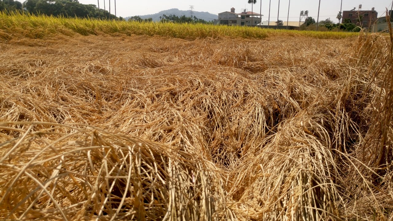 擺脫「蝨燒」夢魘 芋香味水稻新品種來了