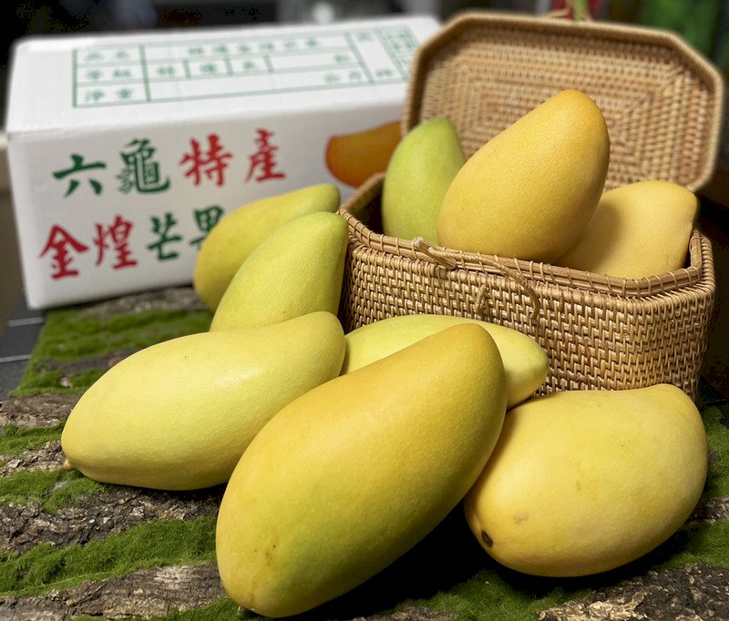 清甜爽口的金煌芒果 現在正是時候