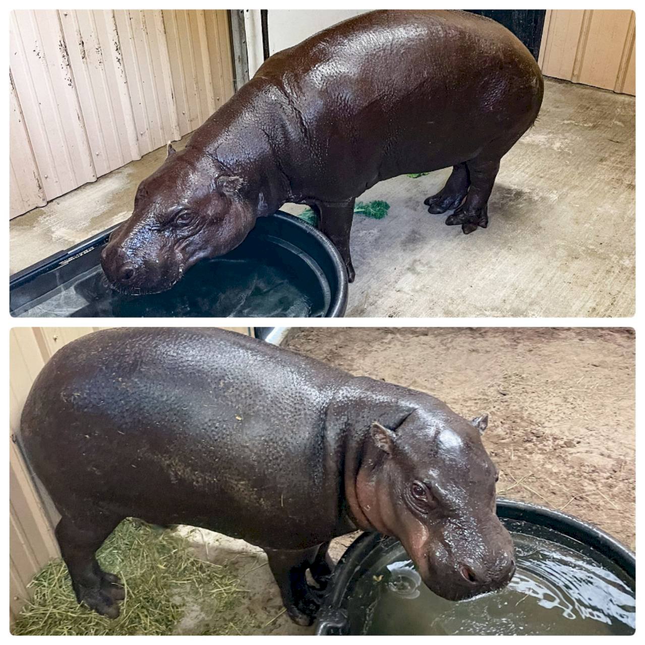 北市動物園2侏儒河馬赴美   肩負繁殖活化族群重任