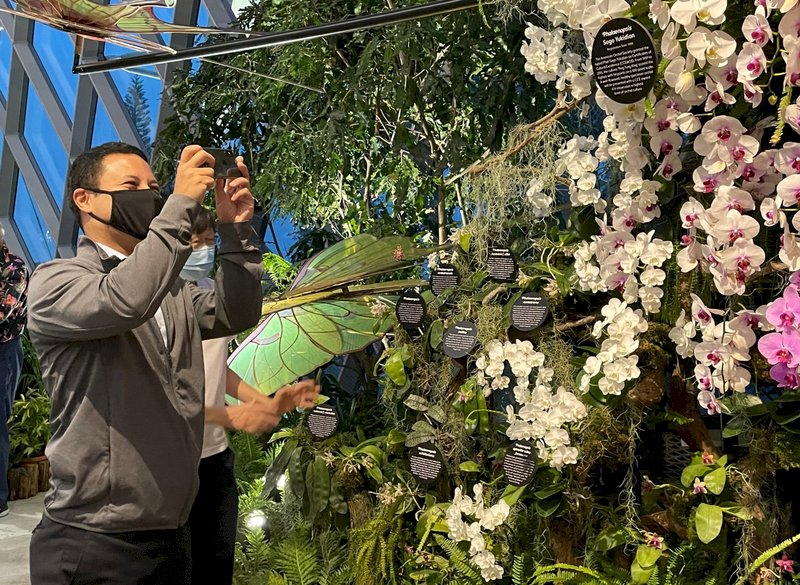 新加坡濱海灣花園打造蘭花仙境 台灣蝴蝶蘭參展