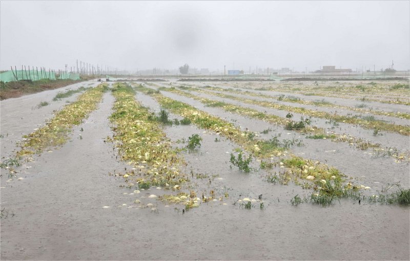 豪雨農損雲林最傷 農委會公告現金救助